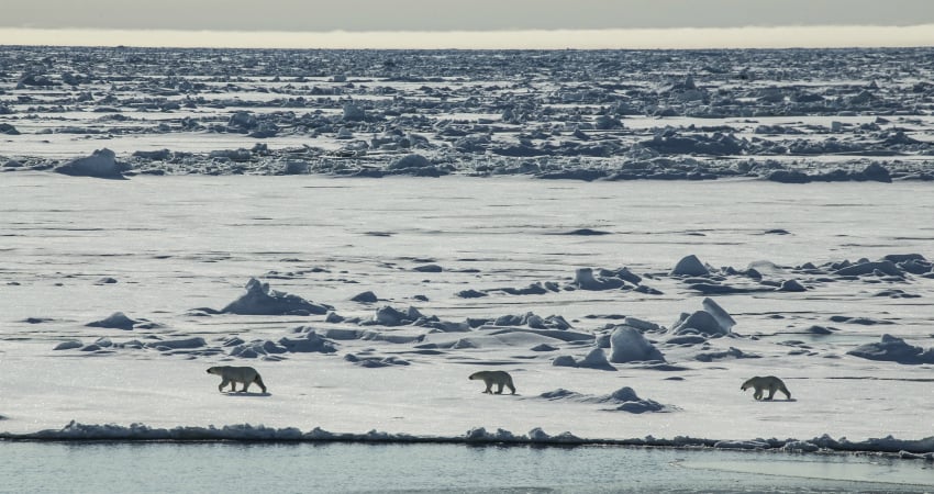 Polar bears roaming the Arctic Ice Sheet