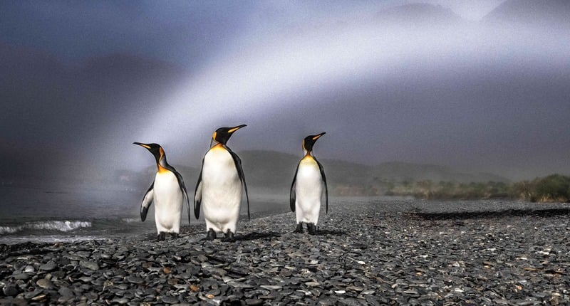 Antarctic Birds Expedition