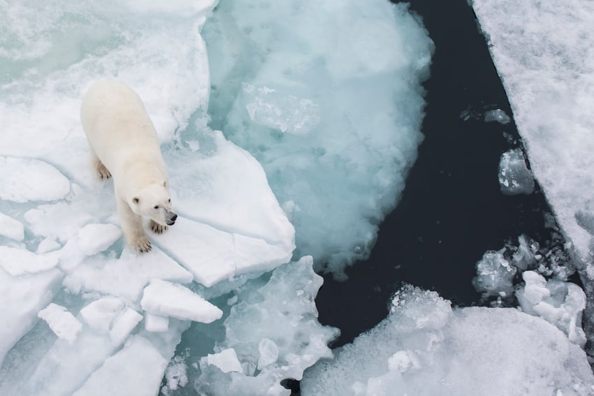 What is the current global population of polar bears?