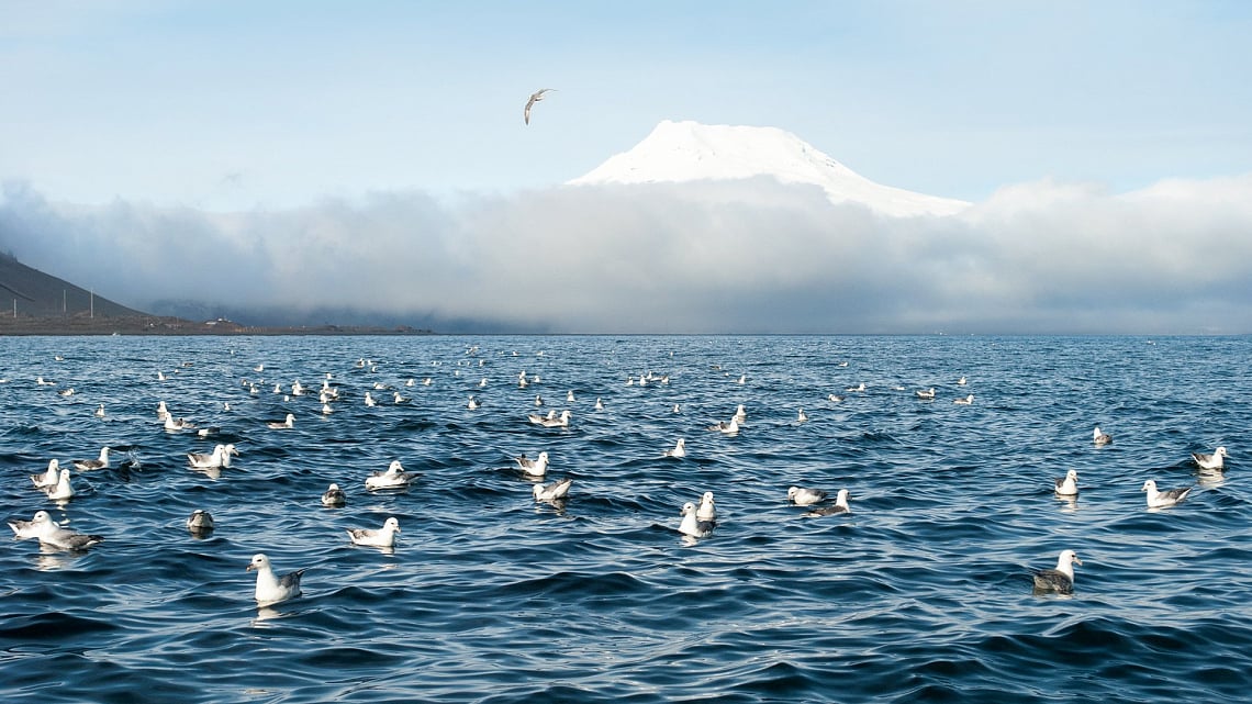 Arctic Circle, Jan Mayen & Spitsbergen birds