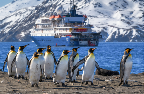 Antarctic wildlife viewing