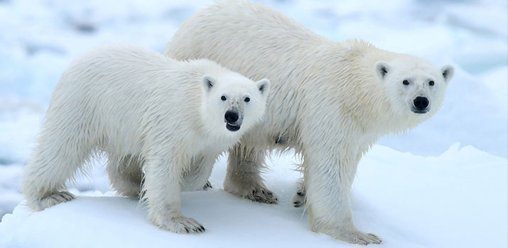 Polar bear encounters in expedition cruises