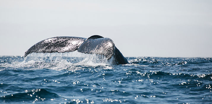 Whale sightings in Antarctic expedition cruises