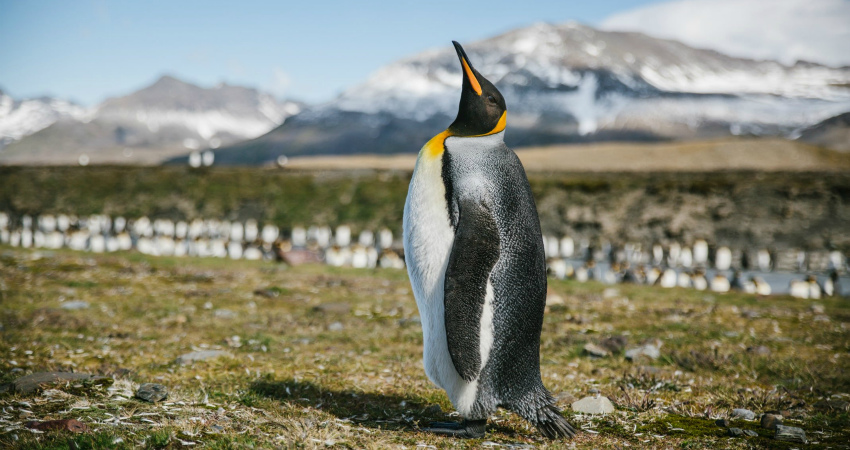 Penguin encounters in Antarctic expedition cruises