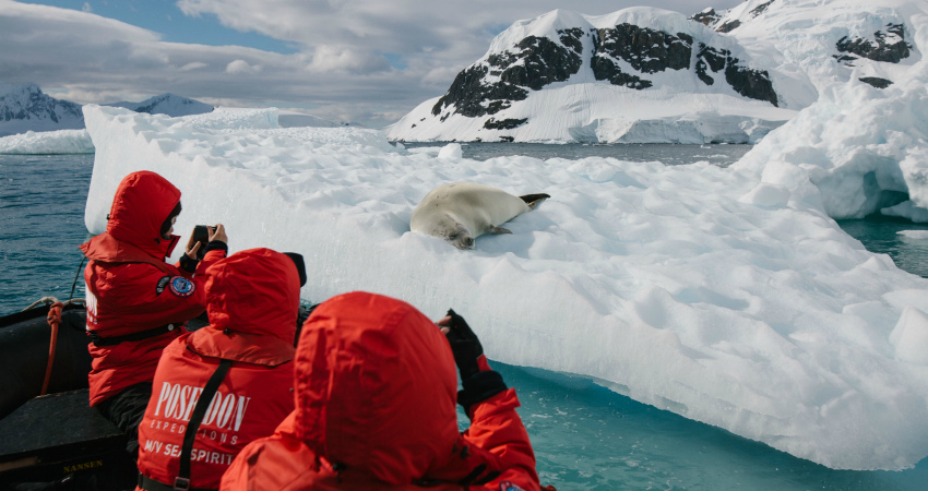 Close wildlife encounters in Antarctica cruises