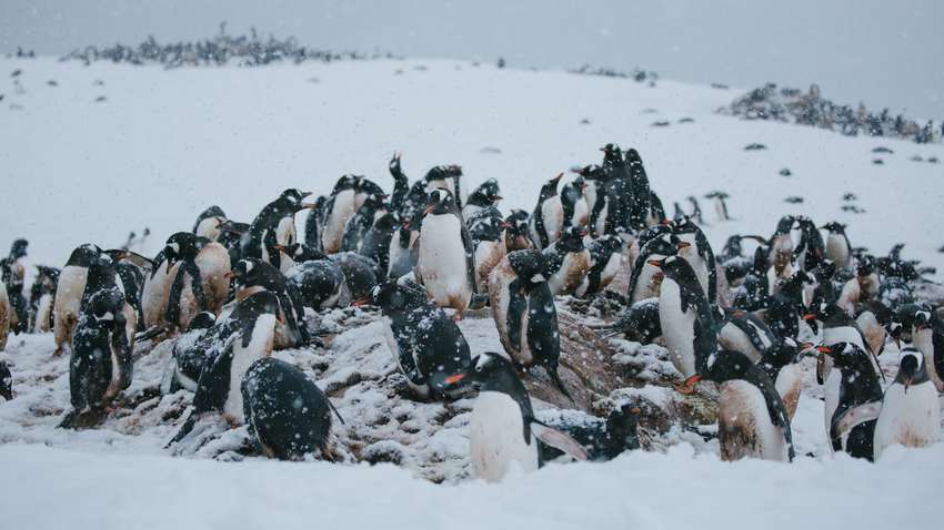 Visiting penguin sites on the Antarctic Peninsula