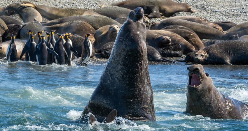 Elephant seals fighting in South Georgia