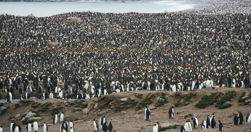 Thousands of king penguins in South Georgia
