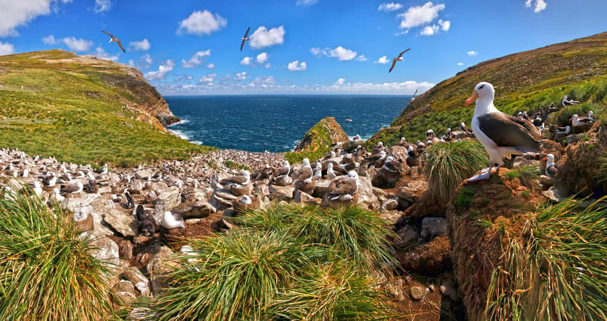 Albatross colony in West Point Island