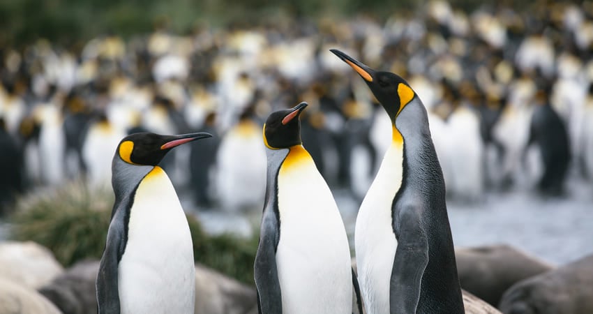 King penguins in South Georgia Island