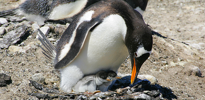 Gentoo penguin with its chicks in Antarctica