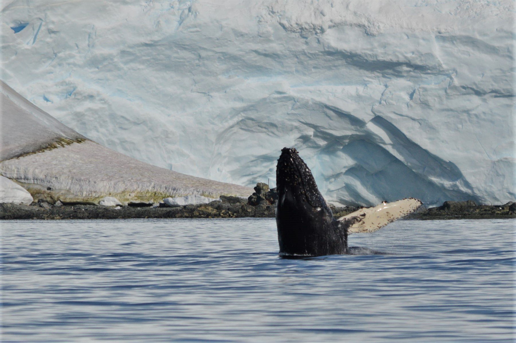 Whale encouner in Enterprise Island in Antarctica