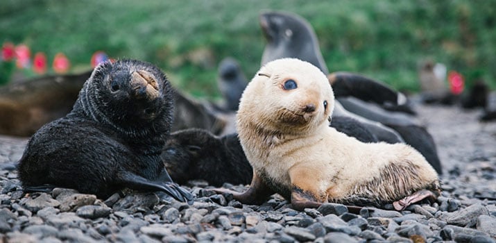 Fur seals in Antarctic expedition cruises
