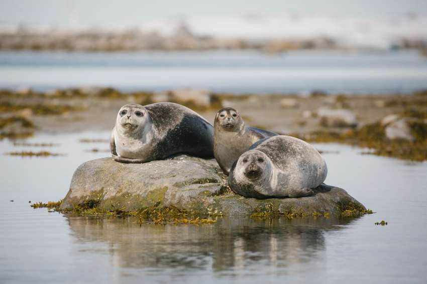 Harbour seals in Svalbard expedition cruises