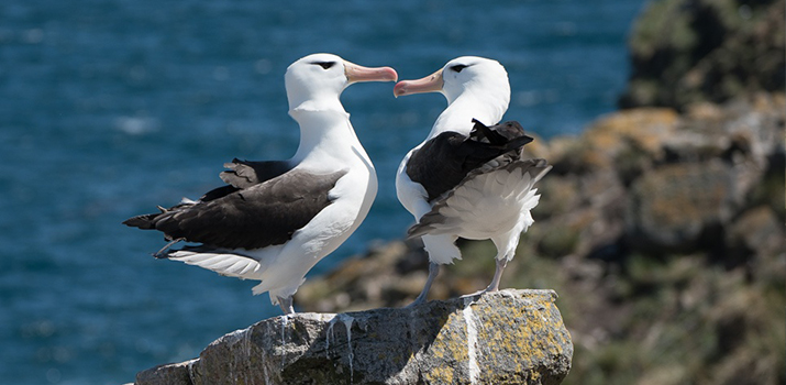 Courting black-browed albatrosses, South Georgia Island