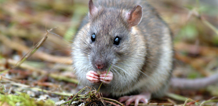 South Georgia rat eradication program