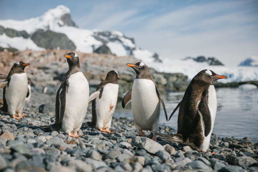 Brush-tailed penguins in Antarctic expedition trips