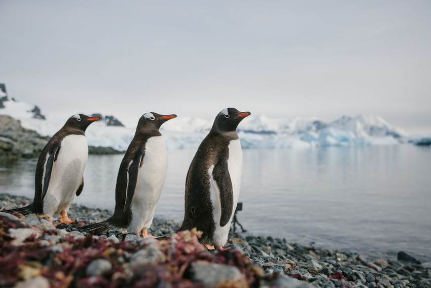 Gentoo penguins in Antarctica cruises