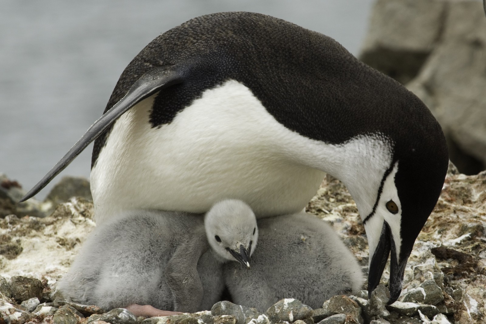 Chinstrap penguin with a chick in Antarctica