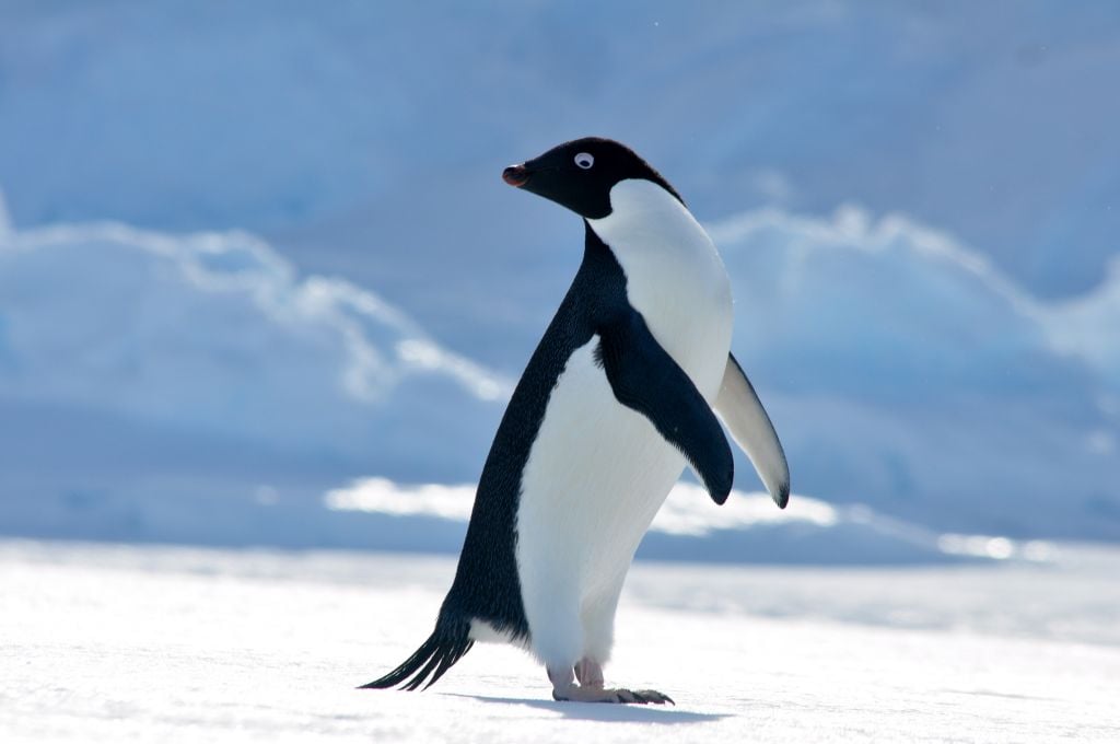 Adelie penguin in the Antarctic Peninsula