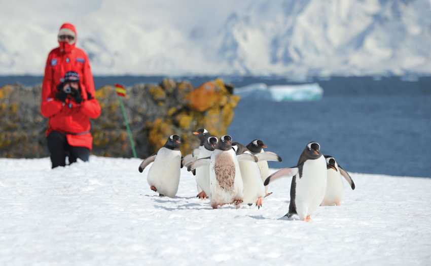 Encounter penguins in Antarctica expedition cruise
