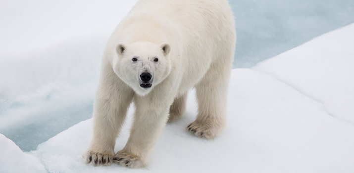 Polar bear on the Arctic ice