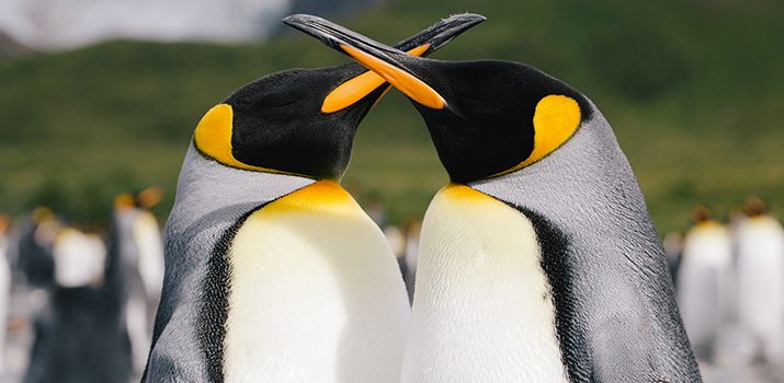 King penguins encounter during expedition cruise