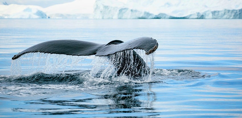 Kayaking with whales in polar regions