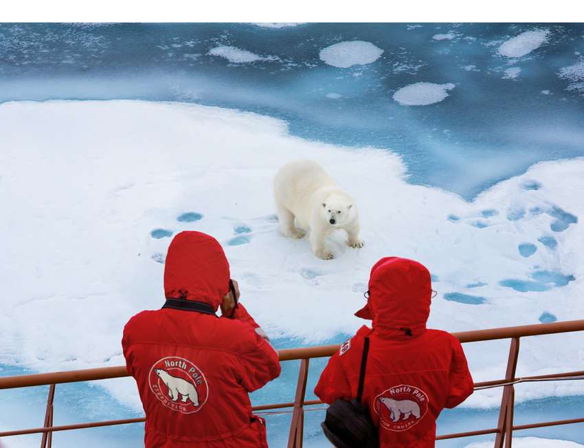 Watching polar bears from the icebreaker deck