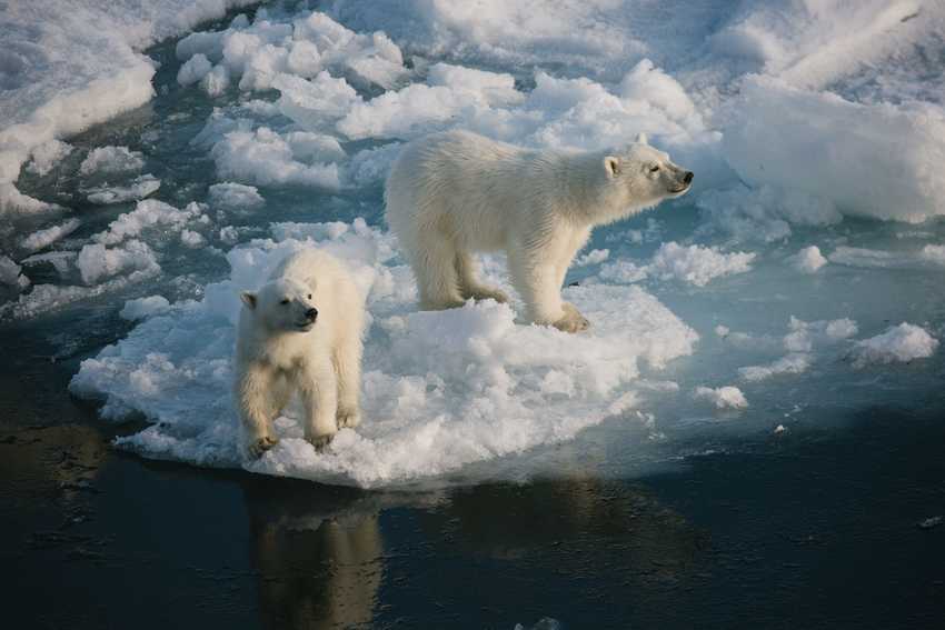 Polar bear cubs on the ice