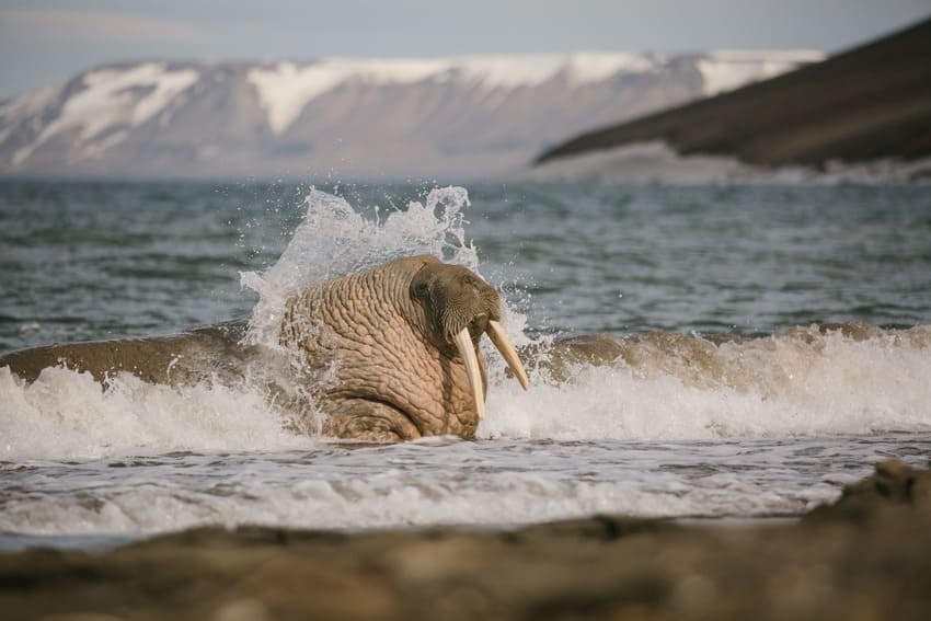 Walrus on the beach in Svalbard