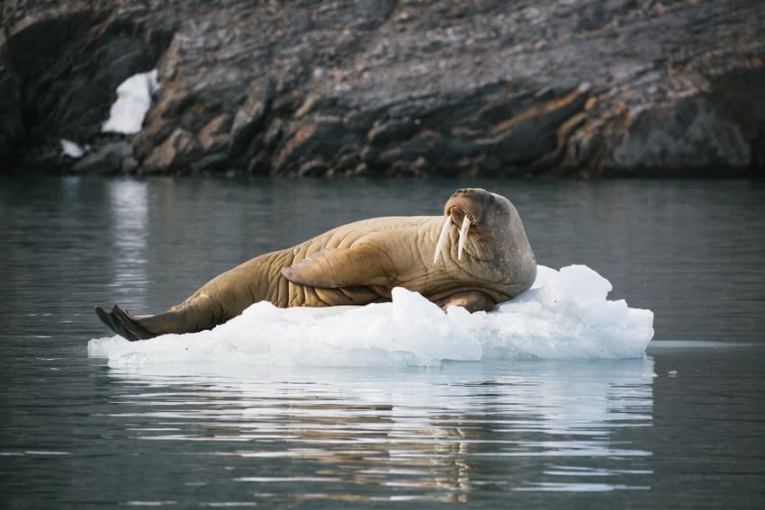 Walrus on an ice floe