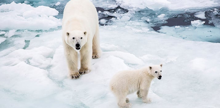 Polar bears in Arctic expedition cruises