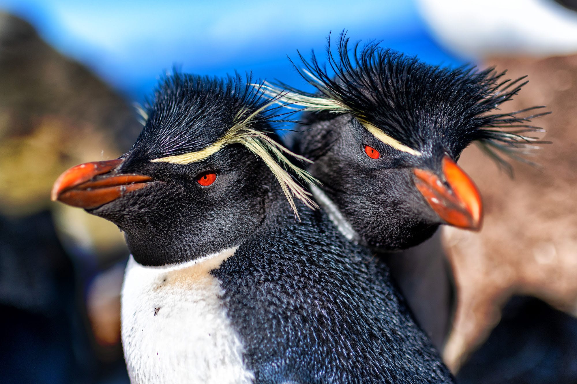 Watching birds and penguins in Antarctic expedition cruises