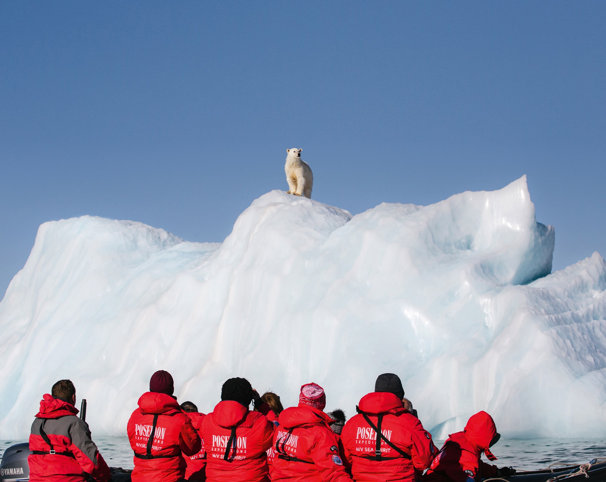 Polar bear watching from a Zodiac boat