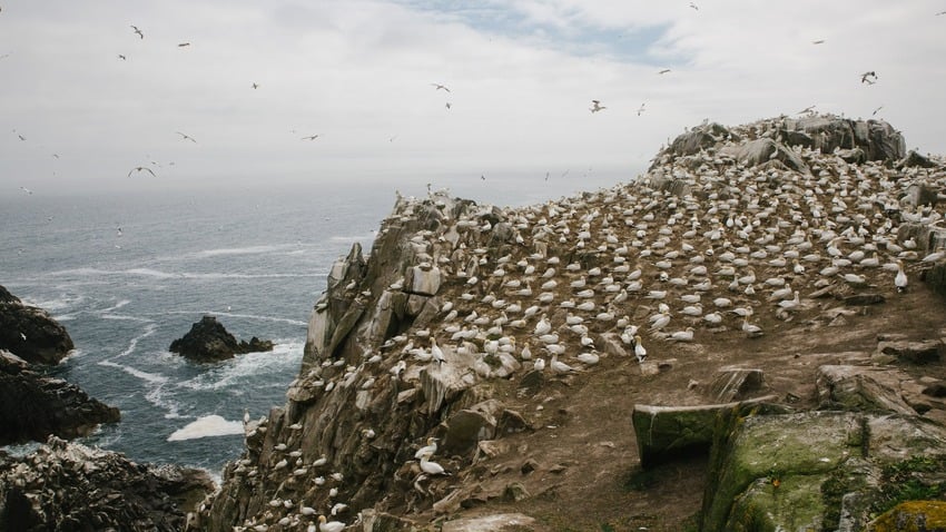 Northern gannet rookery in British Isles
