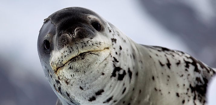 Leopard seal in Antarctic expedition cruises