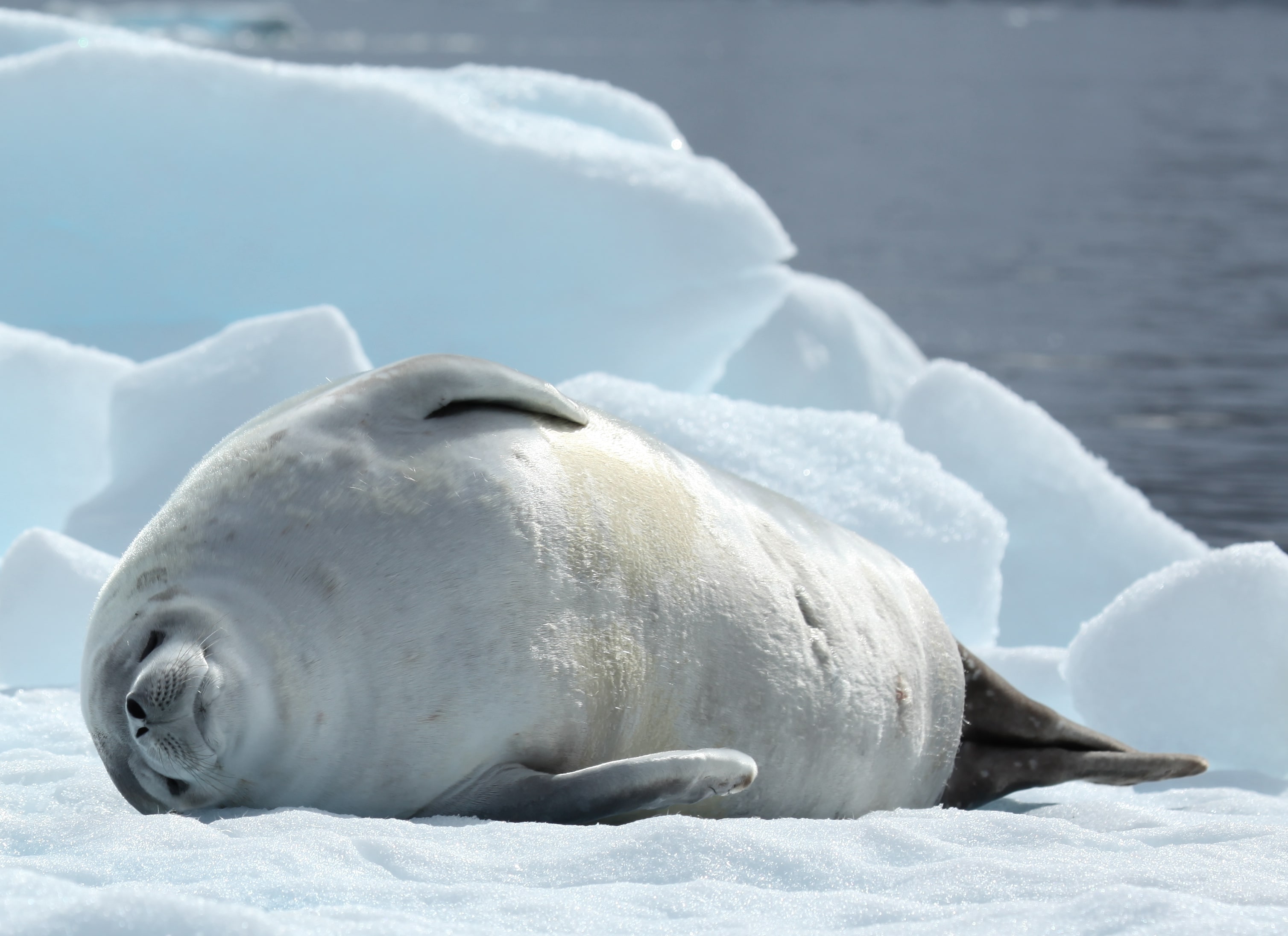 Antarctic Seals In Water