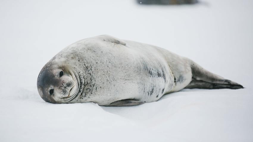 Seals of the Antarctic Peninsula