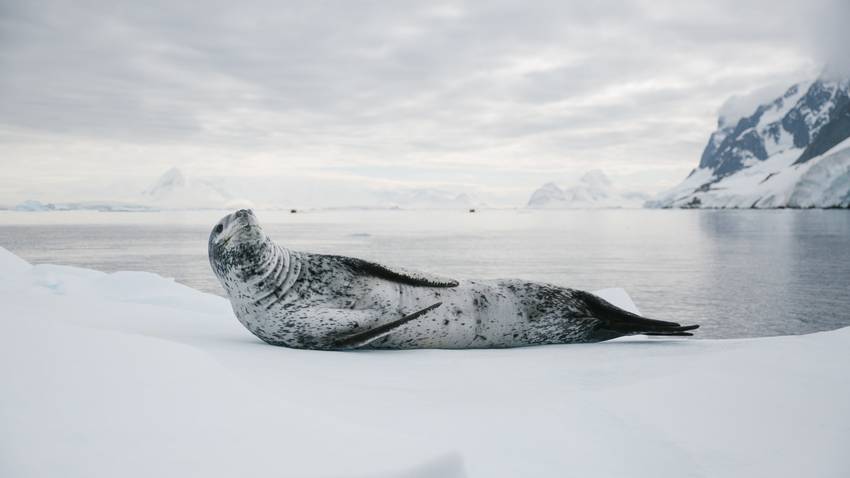 Antarctic wildlife viewing in expedition trips