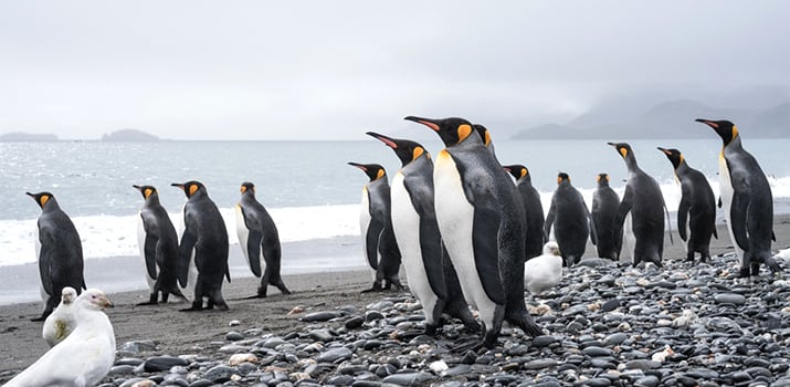 king penguin eating fish