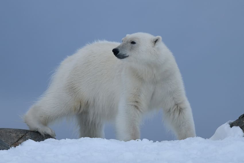 Polar bear sightings in Spitsbergen expedition trip