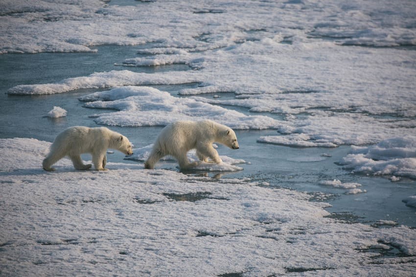 Polar bear encouners in Svalbard expedition cruises