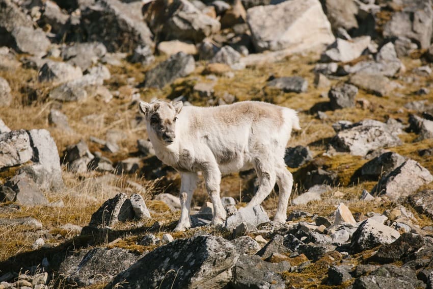Svalbard reindeer encouners in expedition cruises