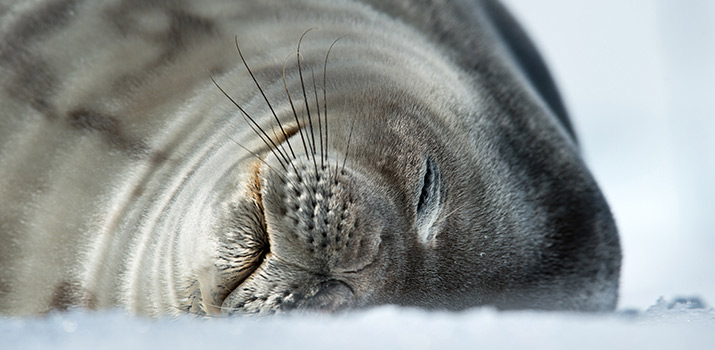 Seals in Antarctic polar expedition cruises