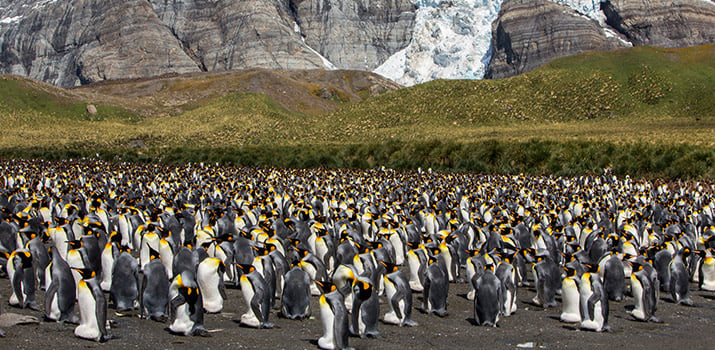 King penguin colony in South Georgia