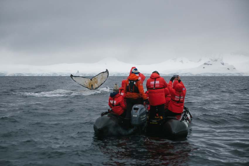 Zodiac cruising with whales in Antarctica expedition trip