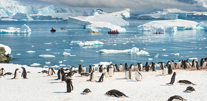 Penguins in Antarctic expedition cruises