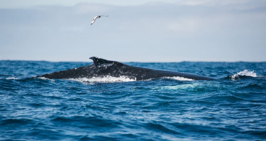 Whales at the Antarctic Convergence