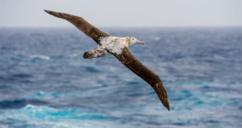 Seeing albatrosses at the Antarctic Convergence